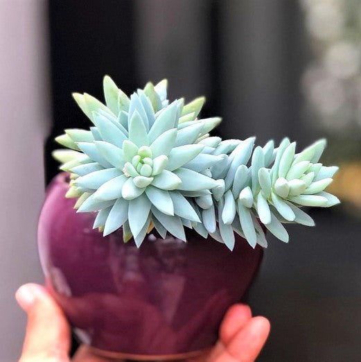 Sedeveria 'Blue Burrito'