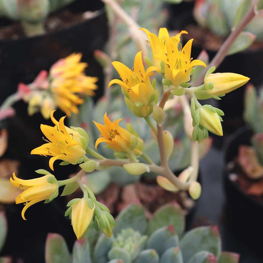 Sedeveria 'Blue Elf'