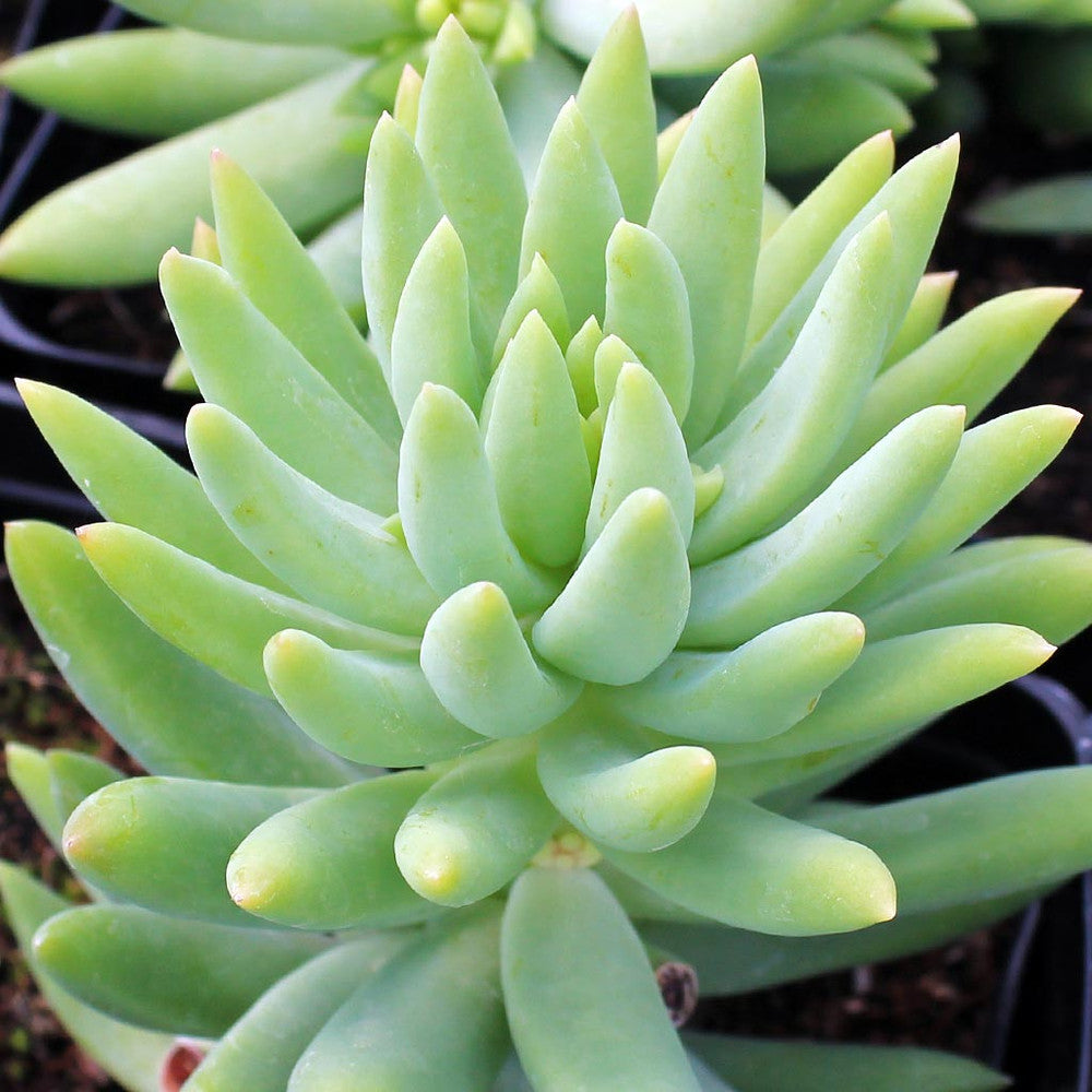 Sedeveria 'Harry Butterfield' - Super Donkey Tail