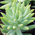 Sedeveria 'Harry Butterfield' - Super Donkey Tail