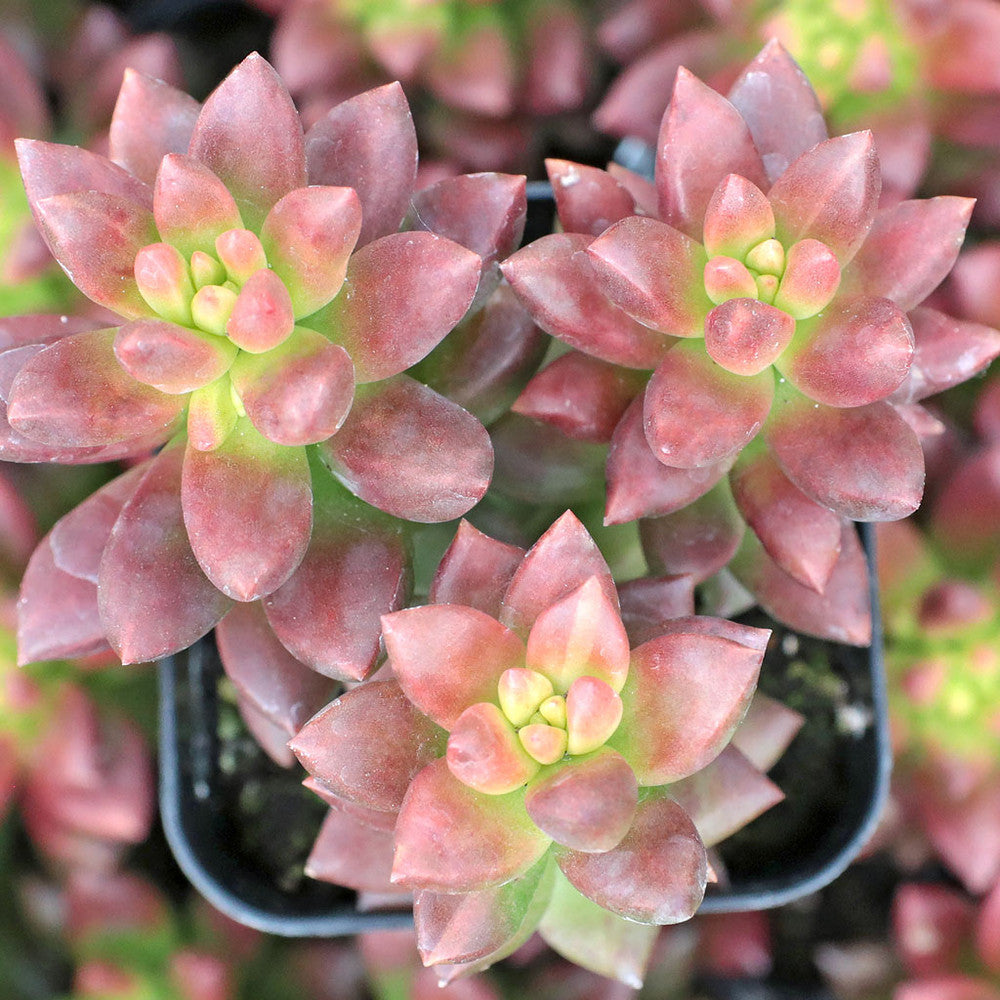 Sedeveria 'Jet Beads'