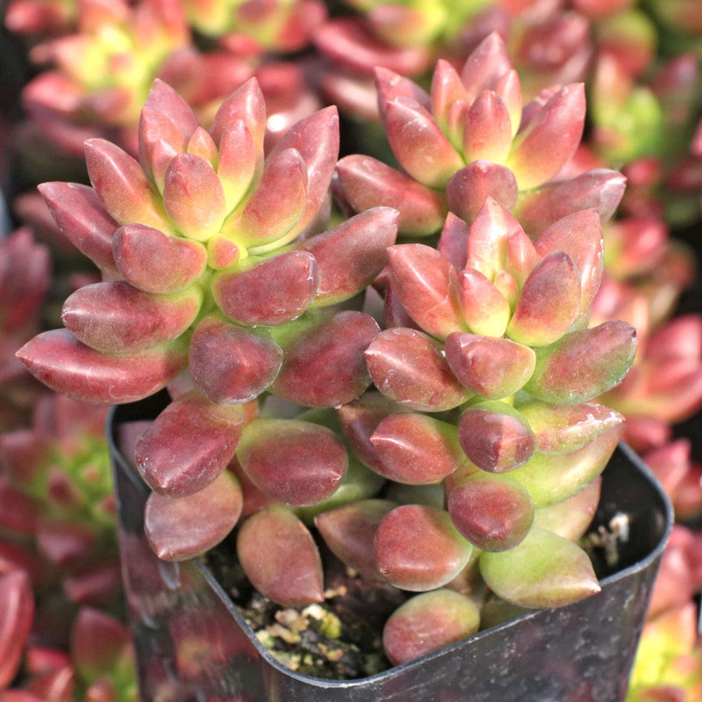Sedeveria 'Jet Beads'