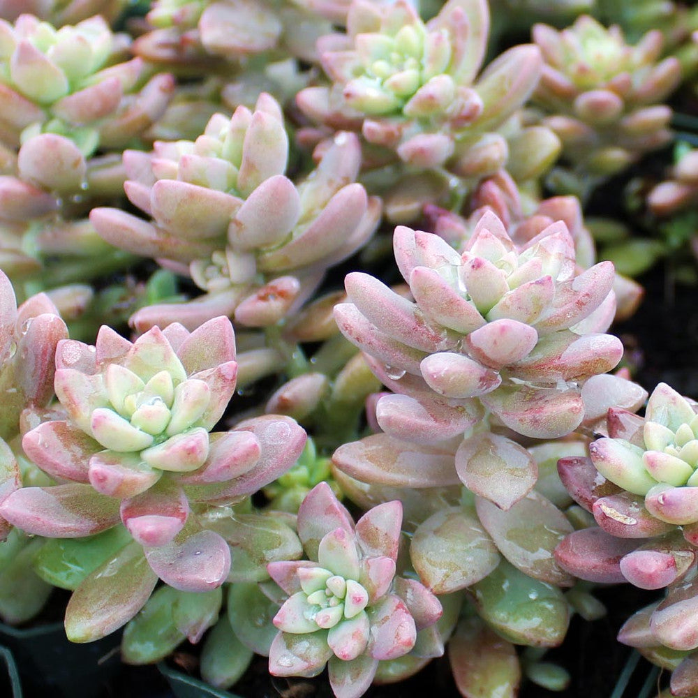Sedeveria 'Pink Granite'