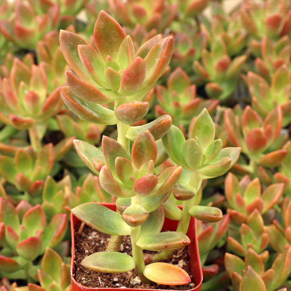 Sedeveria 'Sorrento'