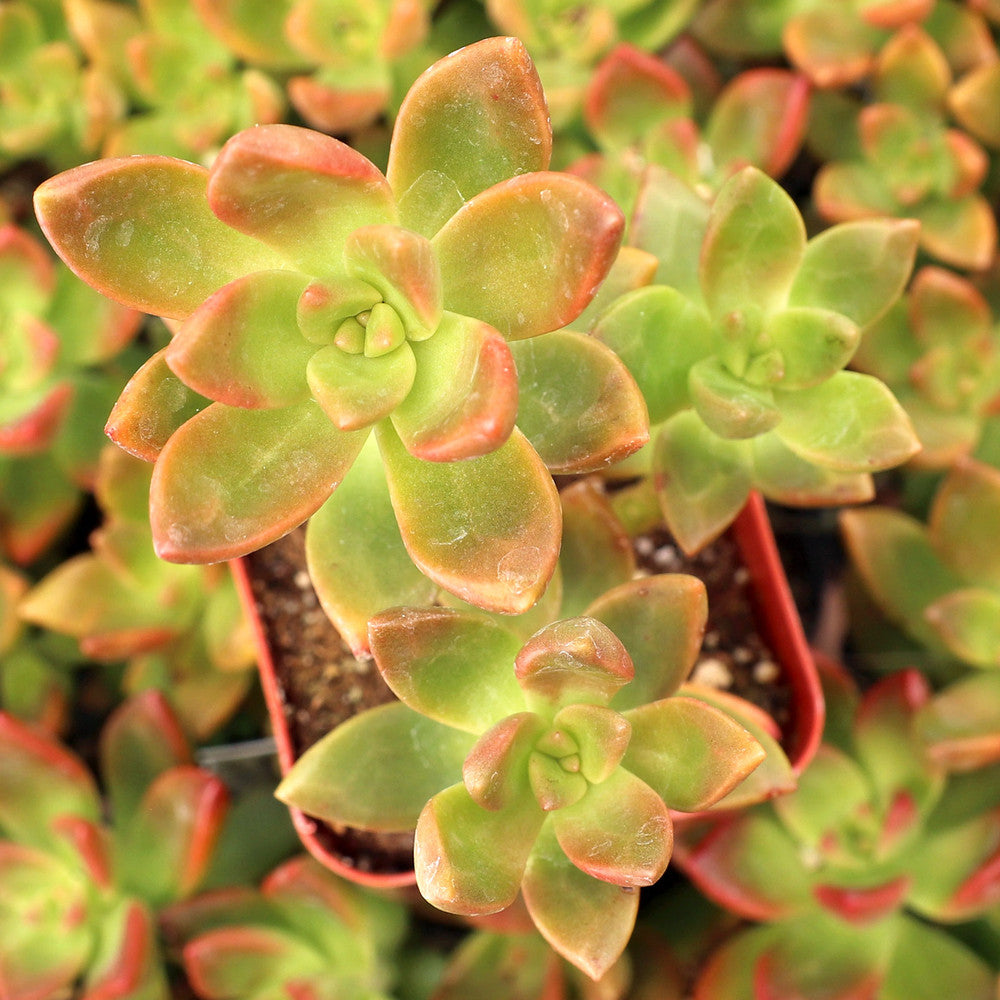 Sedeveria 'Sorrento'