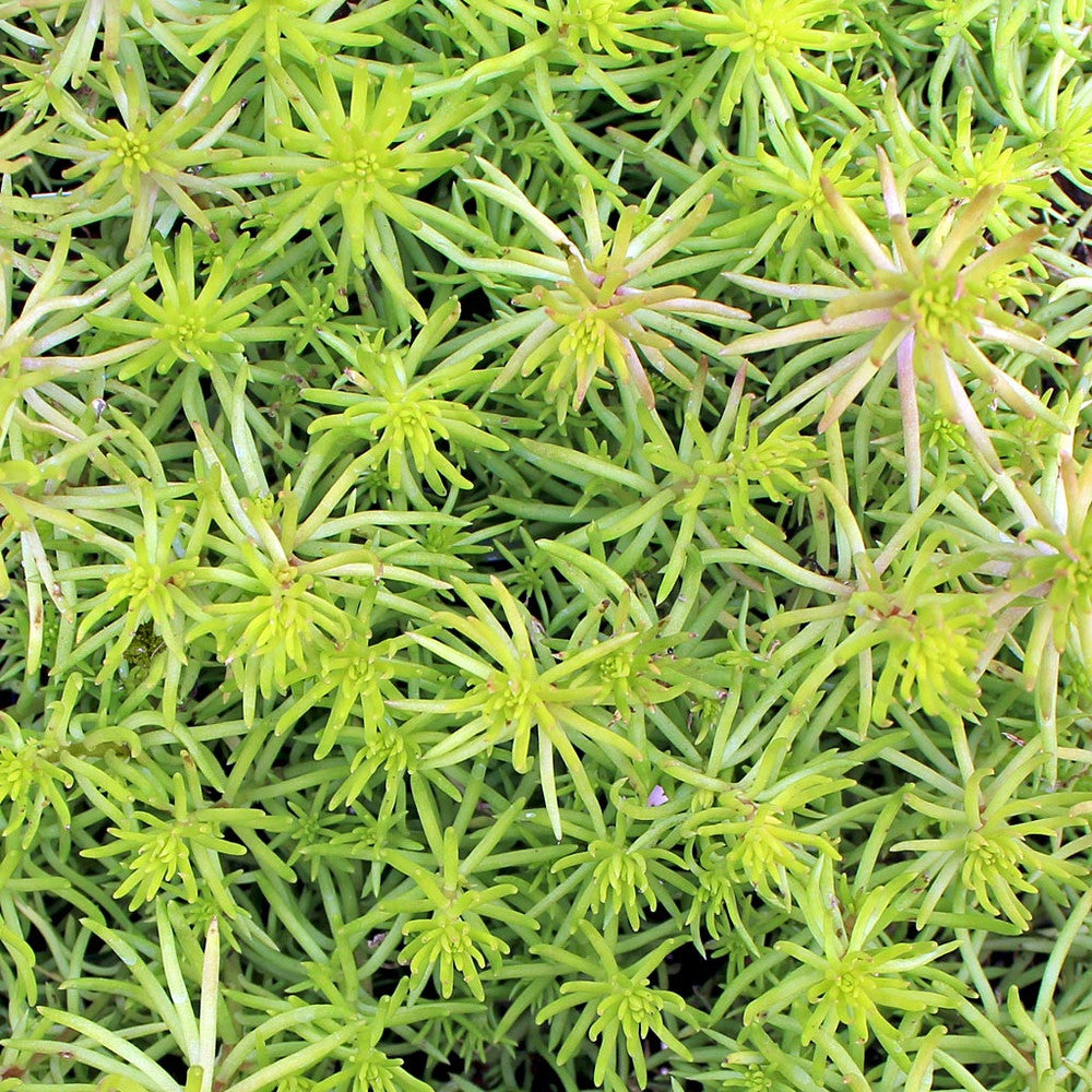 Sedum reflexum 'Angelina'