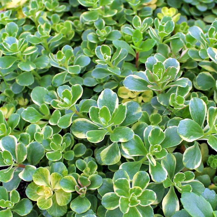 Sedum kamtschaticum f. variegatum