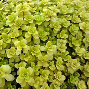 Sedum makinoi 'Ogon' - Japanese Golden Sedum