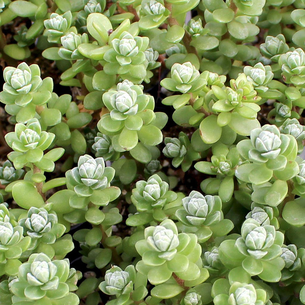 Sedum oaxacanum - Oaxacan Stonecrop