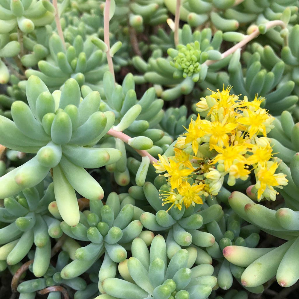 Sedum pachyphyllum - Blue Jelly Bean
