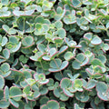 Sedum sieboldii - October Daphne