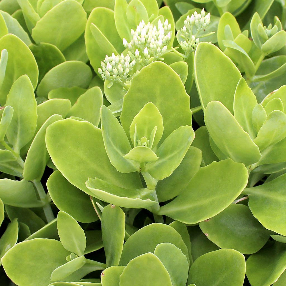 Sedum spectabile 'Rosenteller' [exclusive]