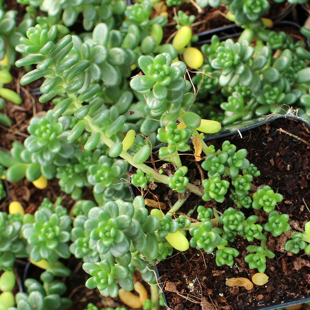 Sedum album 'Athoum'