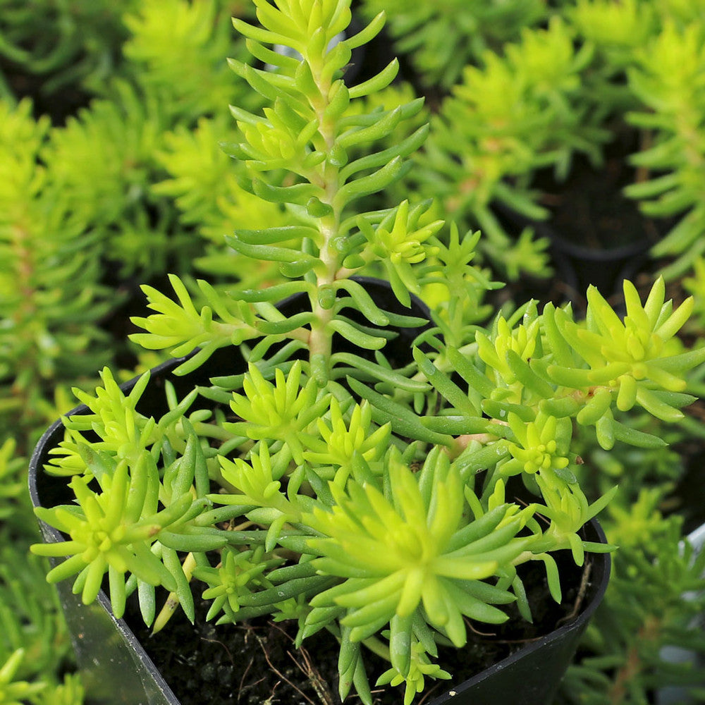 Sedum reflexum 'Angelina'