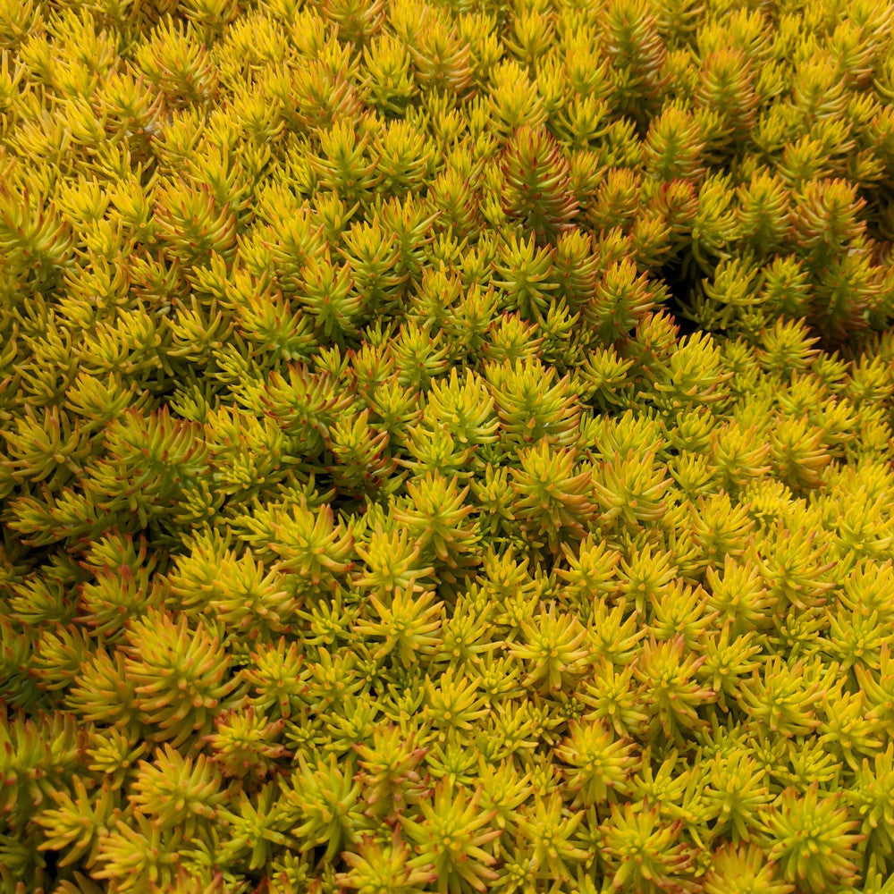 Sedum reflexum 'Angelina'