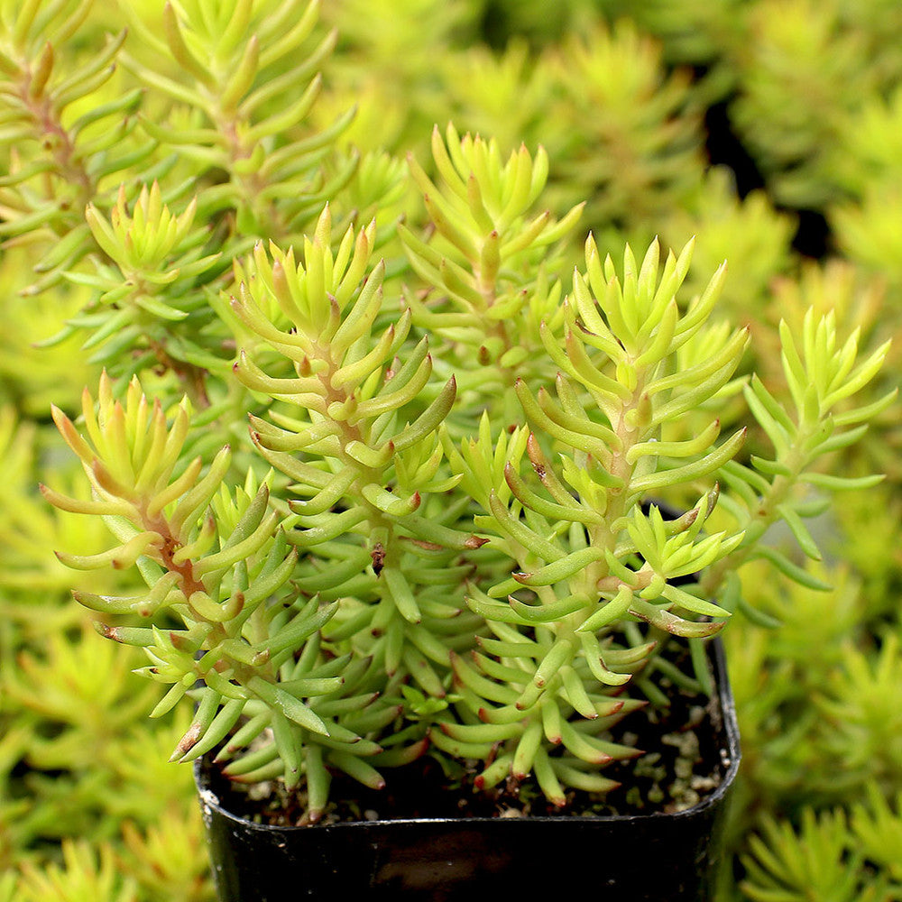Sedum reflexum 'Angelina'