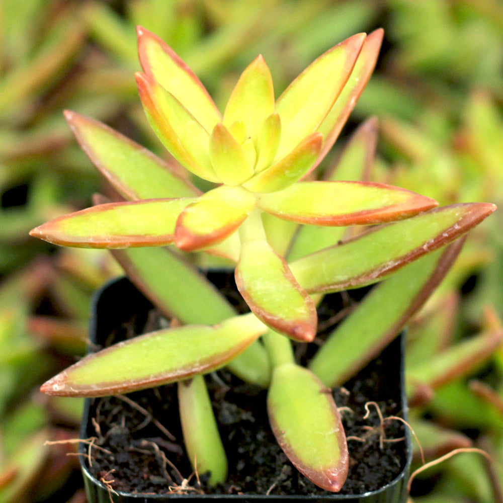 Sedum x adolphi [large]