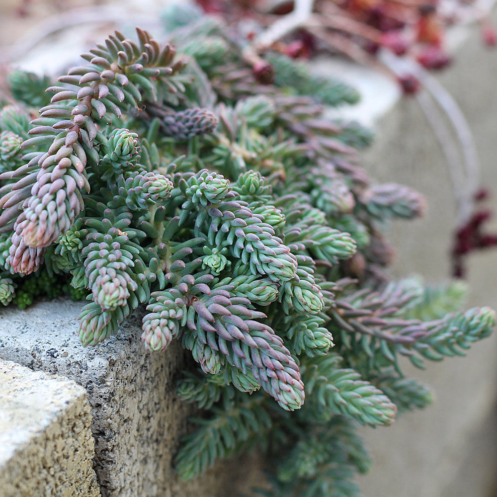 Sedum reflexum 'Blue Spruce'