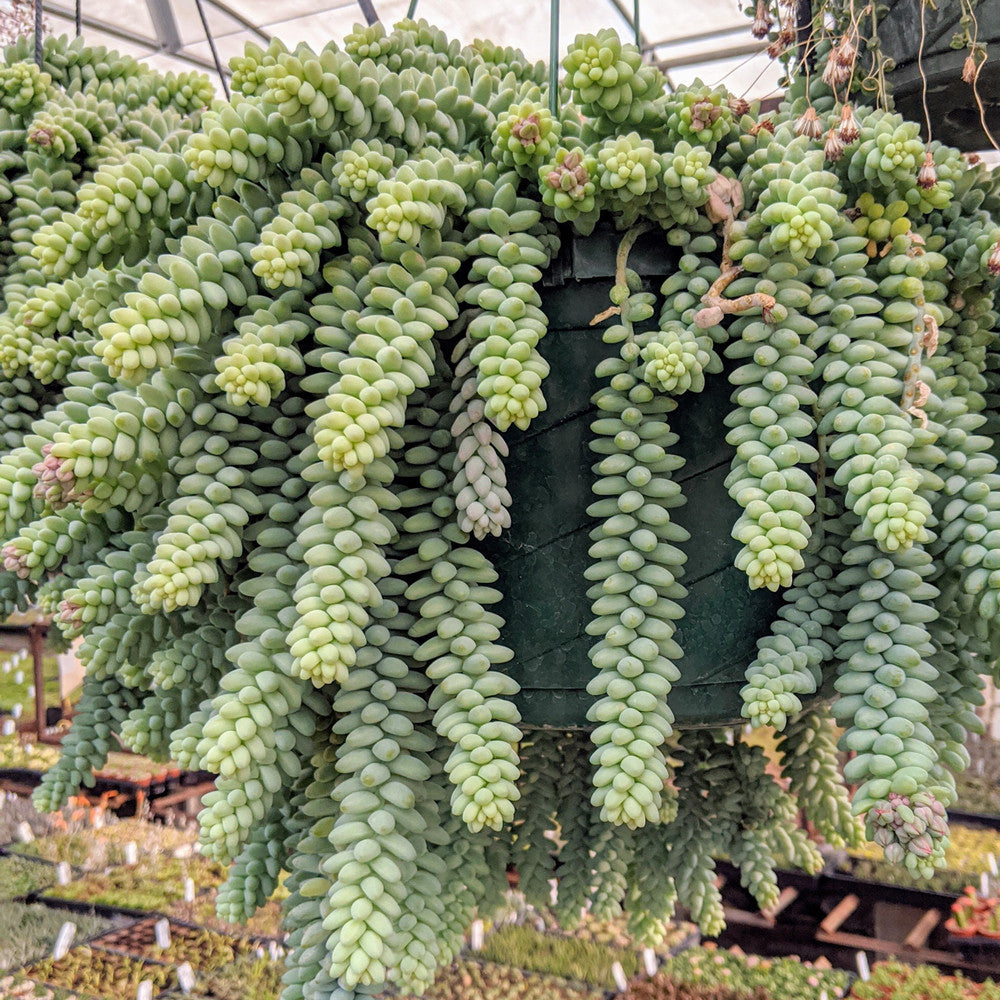 Sedum burrito [large]