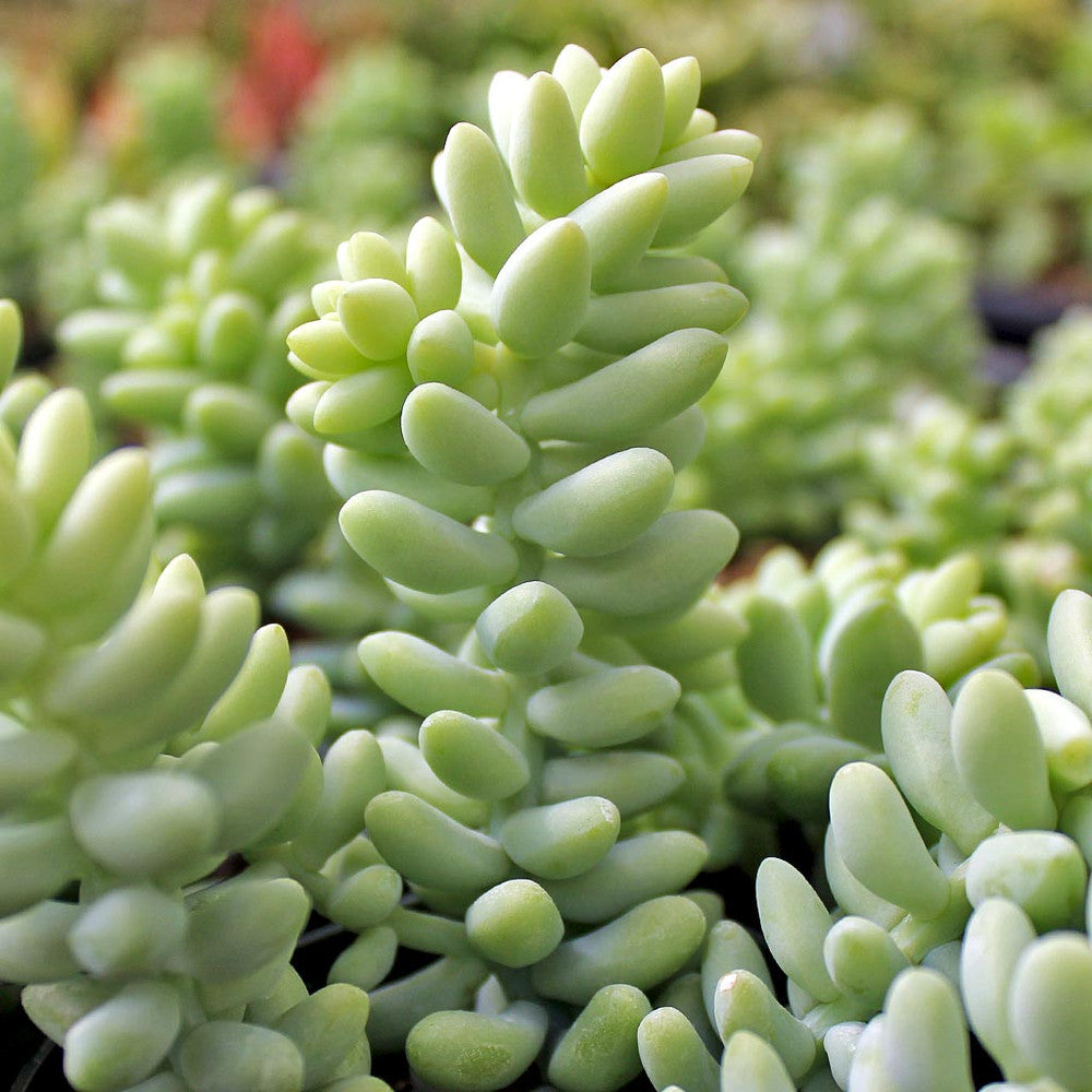 Sedum burrito [large]