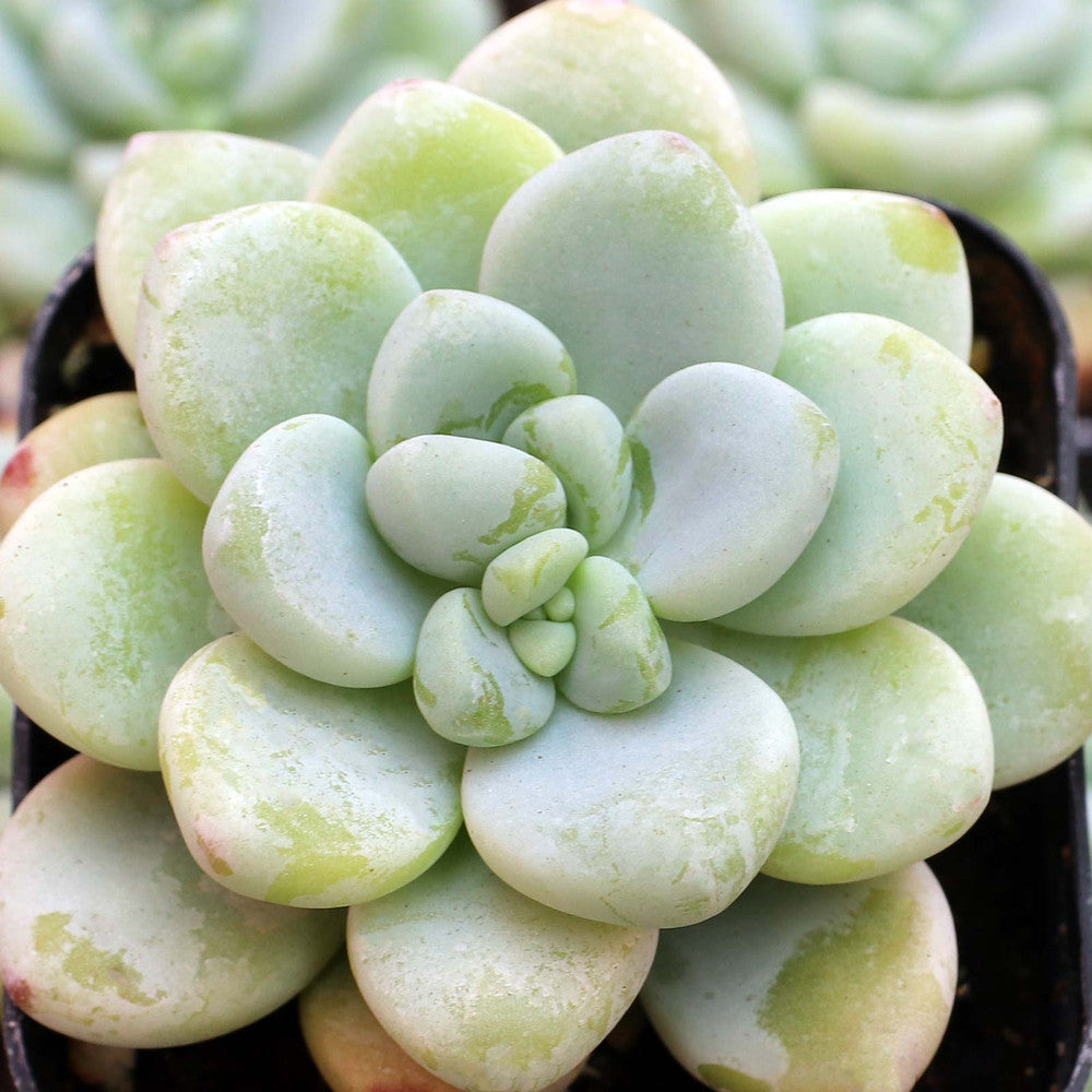 Sedum clavatum