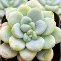 Sedum clavatum