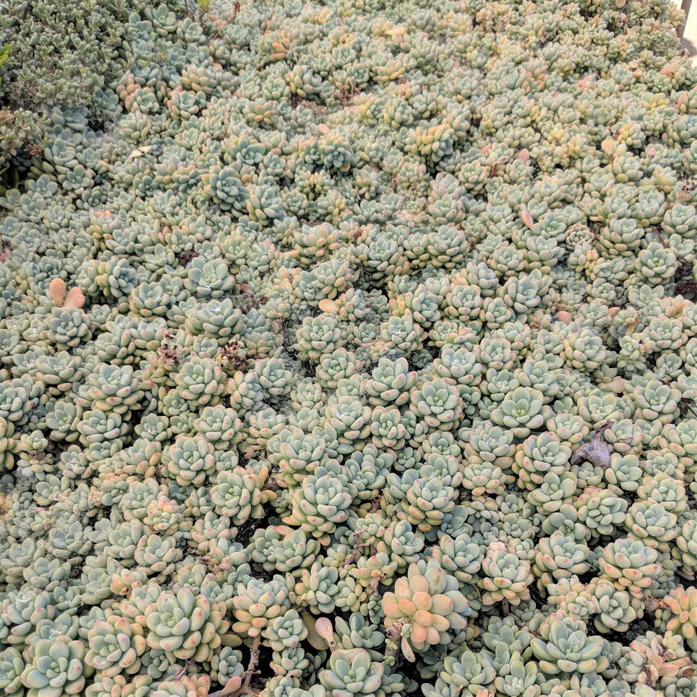 Sedum clavatum