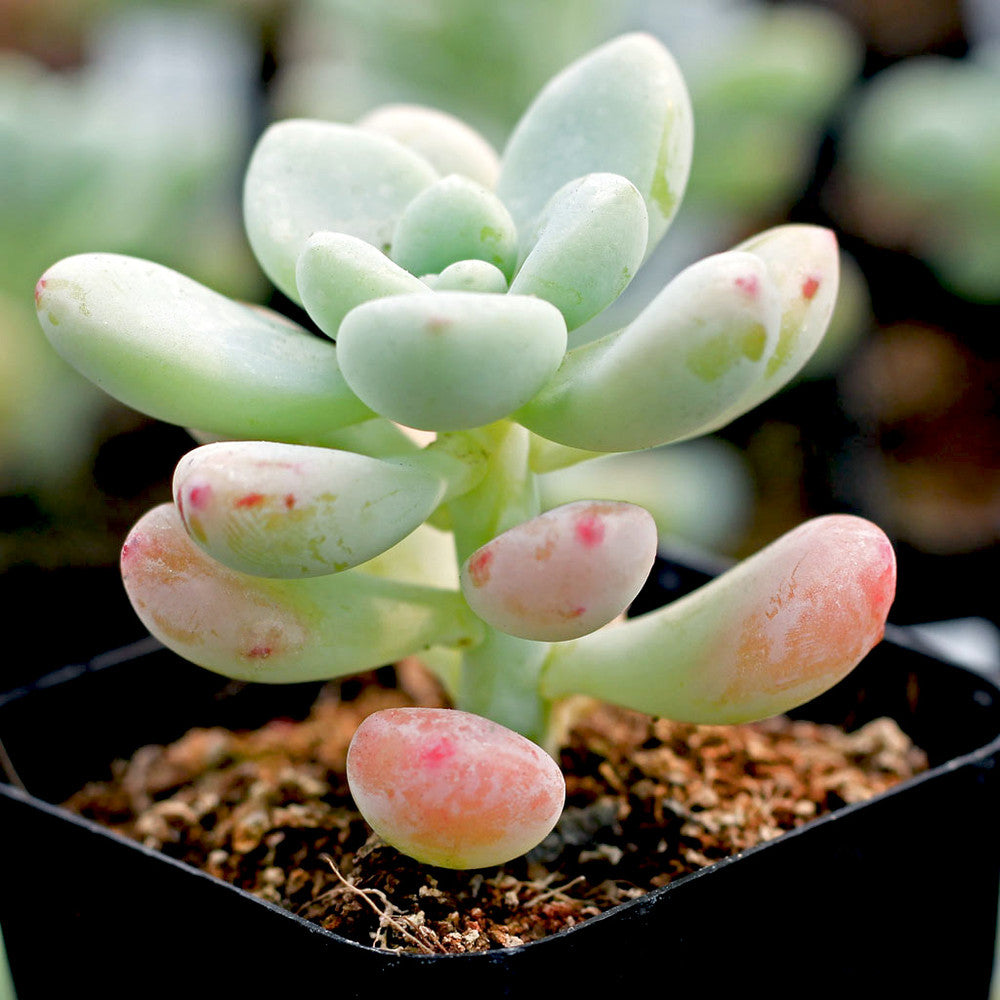 Sedum clavatum