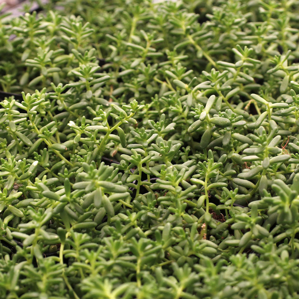 Sedum album 'Coral Carpet'