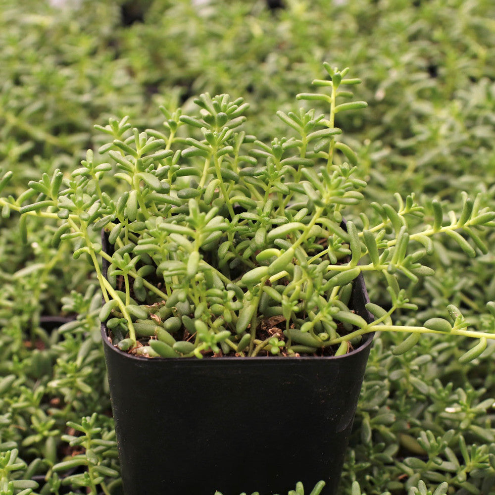 Sedum album 'Coral Carpet'