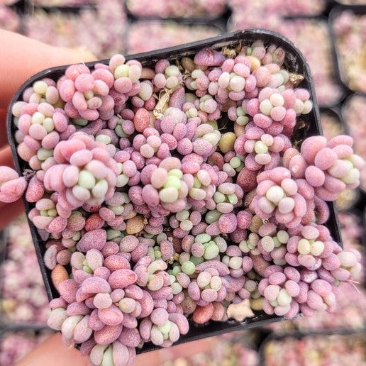 Sedum dasyphyllum - Corsican Stonecrop