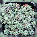 Sedum dasyphyllum - Corsican Stonecrop