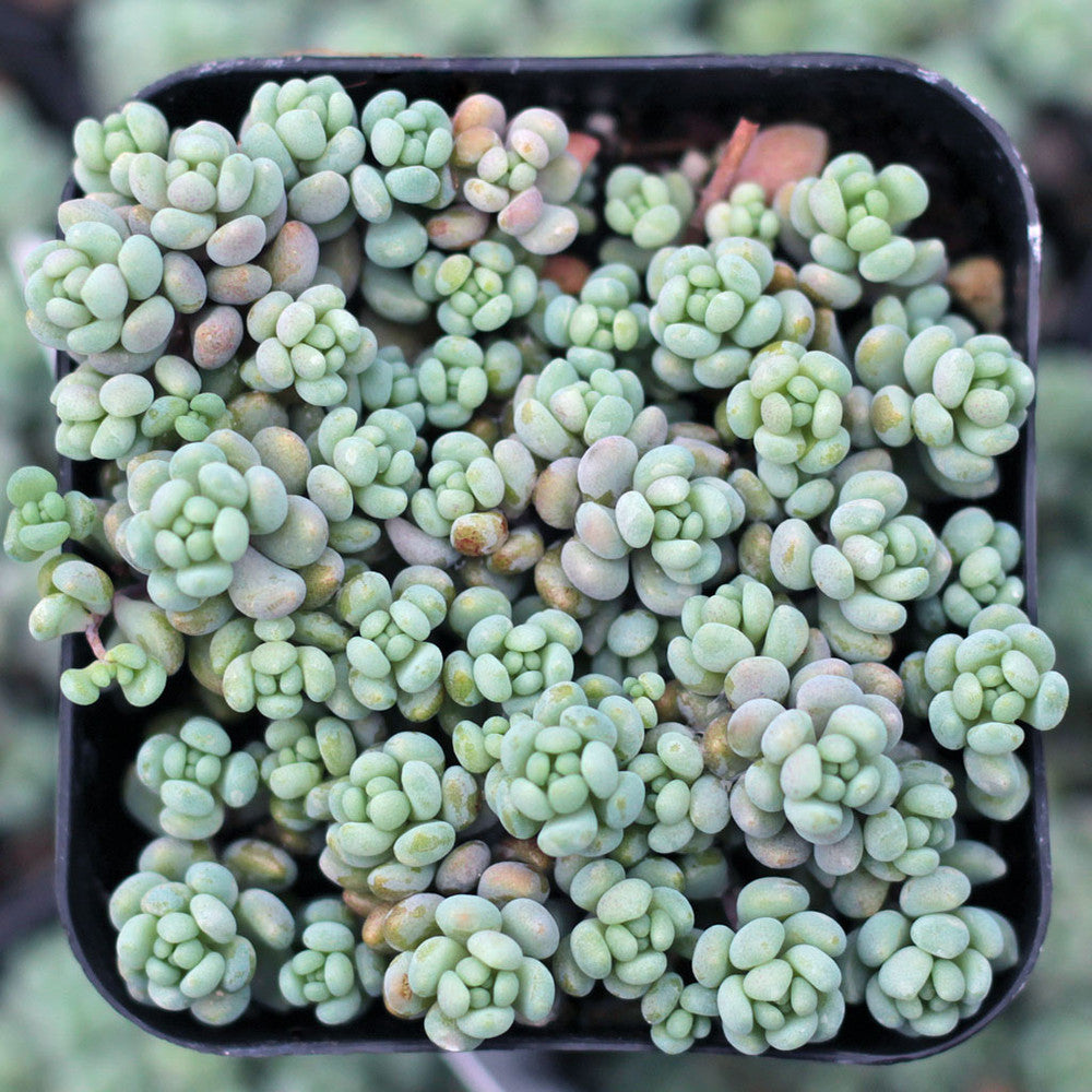 Sedum dasyphyllum - Corsican Stonecrop