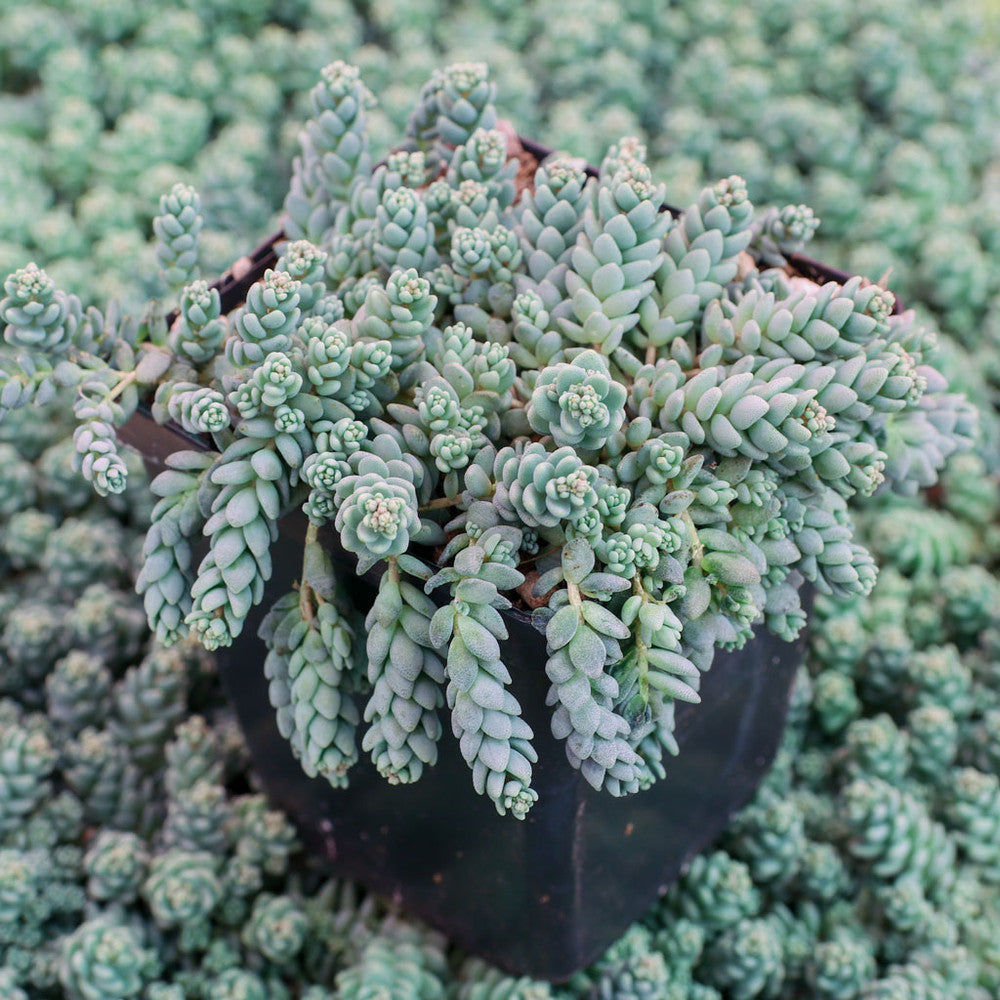 Sedum dasyphyllum 'Himalayan Skies' [large]