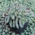 Sedum dasyphyllum 'Himalayan Skies' [large]