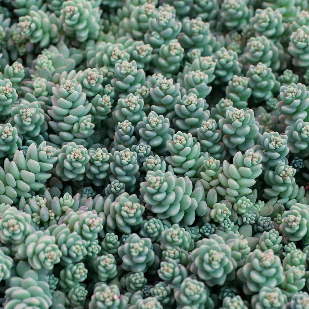 Sedum dasyphyllum 'Himalayan Skies' [large]