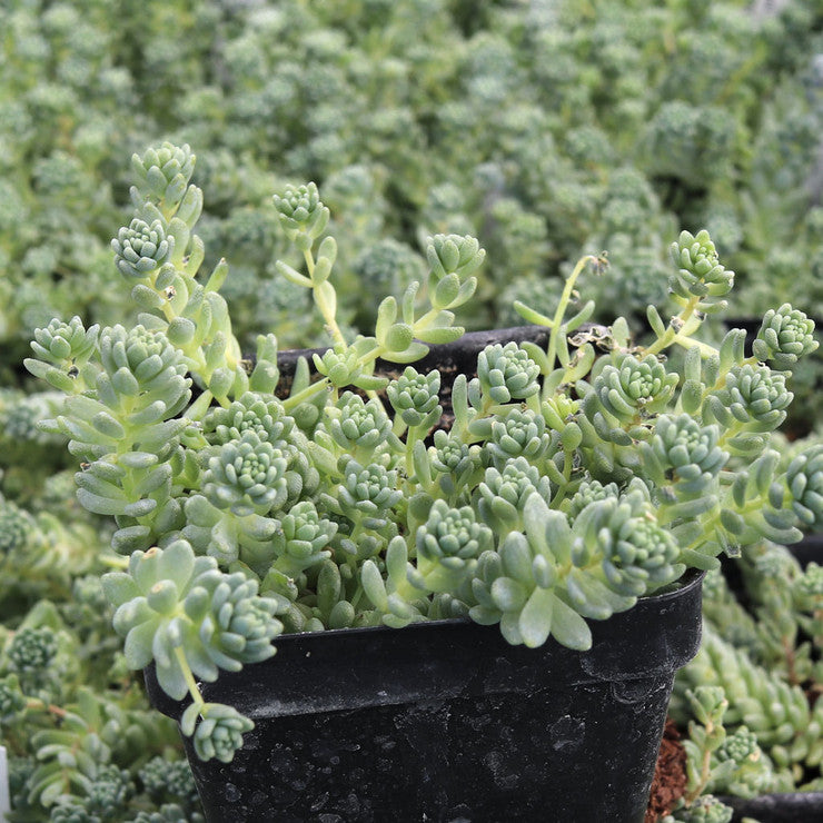 Sedum dasyphyllum 'Himalayan Skies' [large]