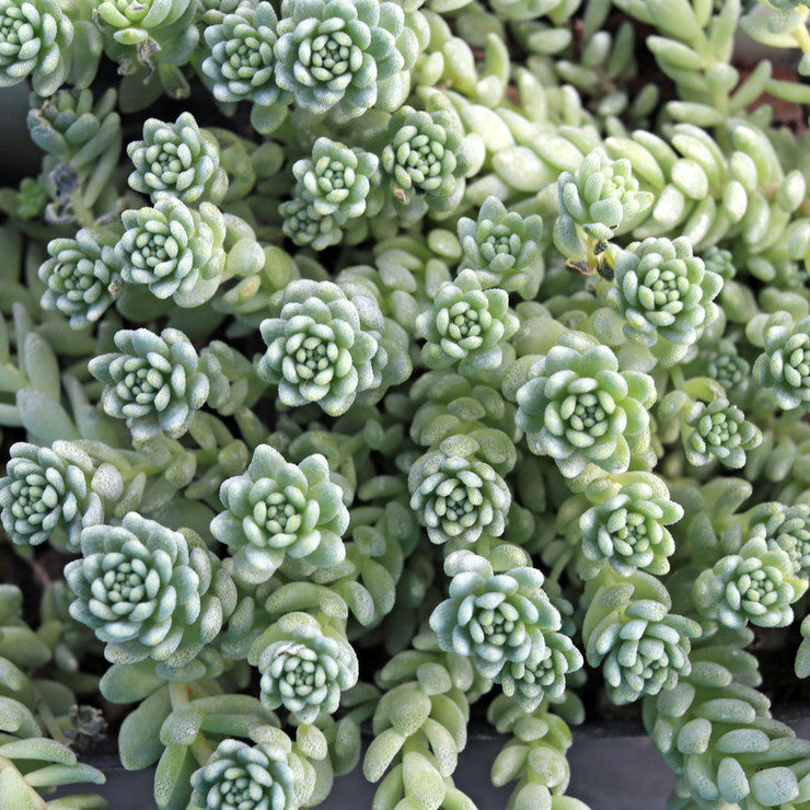 Sedum dasyphyllum 'Himalayan Skies' [large]