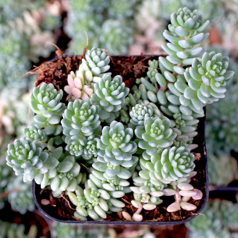 Sedum dasyphyllum 'Himalayan Skies'