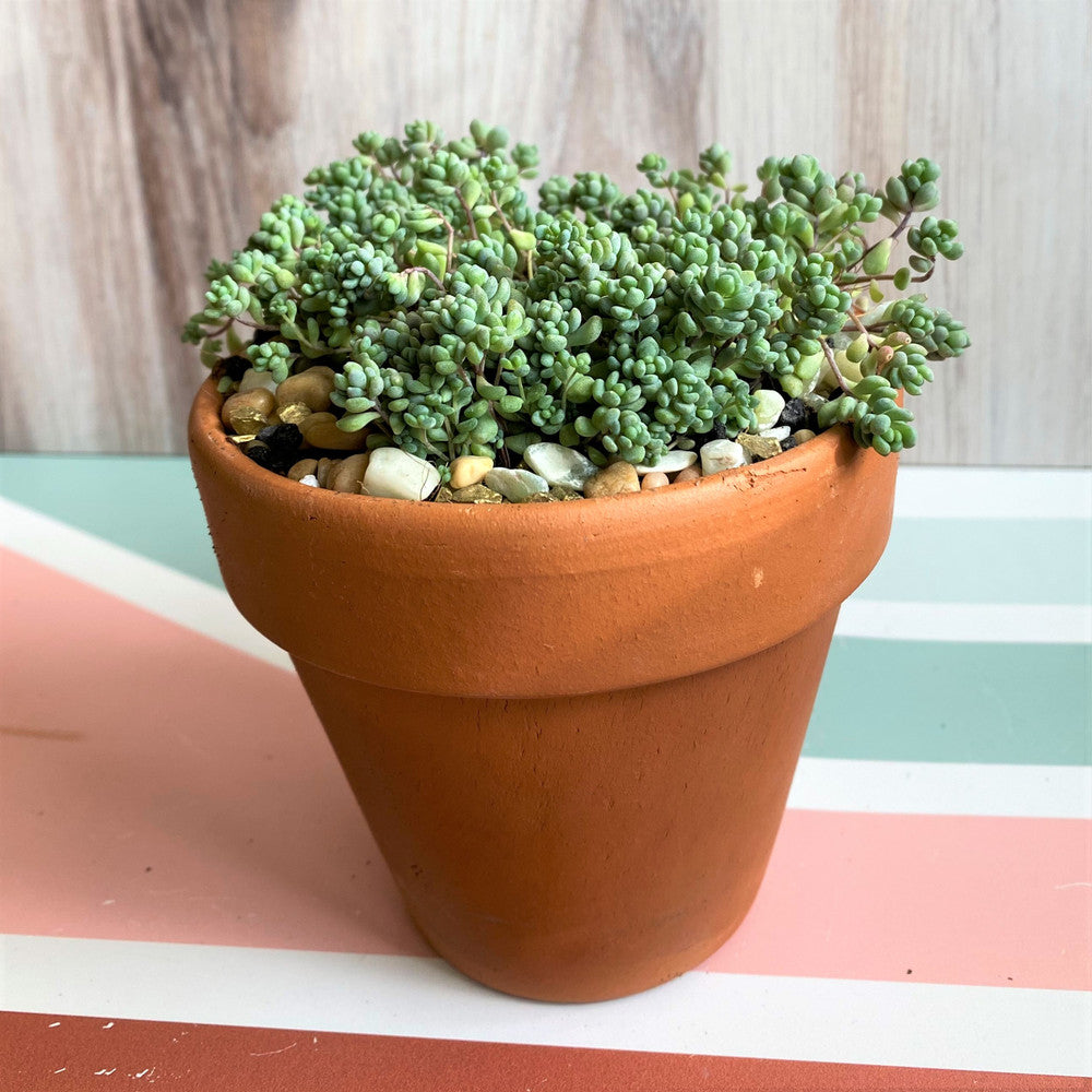 Sedum dasyphyllum - Corsican Stonecrop