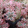 Sedum Sunsparkler® 'Dream Dazzler' [large]