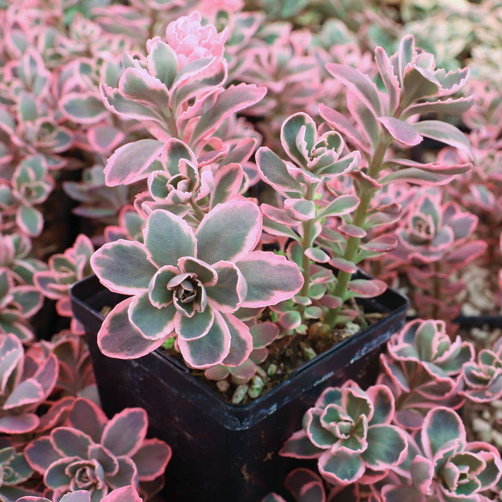 Sedum Sunsparkler® 'Dream Dazzler' [large]