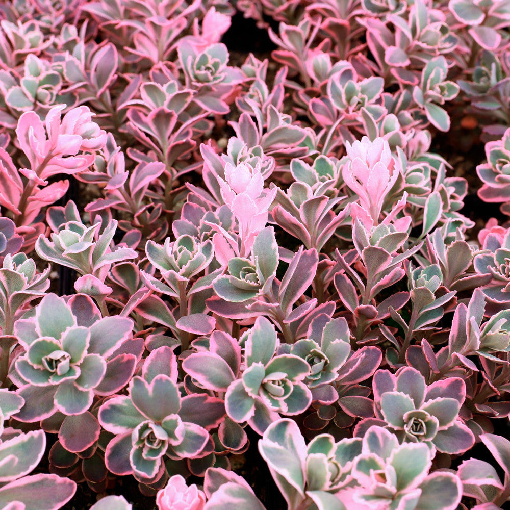 Sedum Sunsparkler® 'Dream Dazzler' [large]