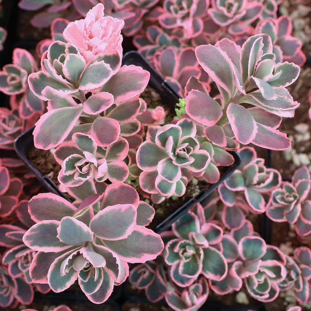 Sedum Sunsparkler® 'Dream Dazzler' [large]