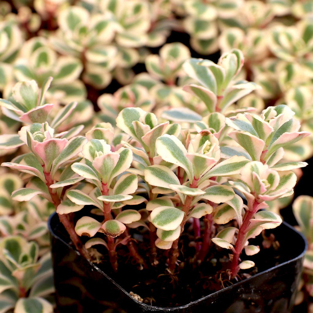 Sedum spurium 'Fool's Gold'