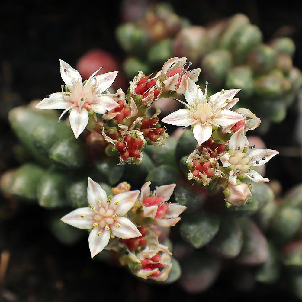 Sedum furfuraceum - Bonsai Sedum