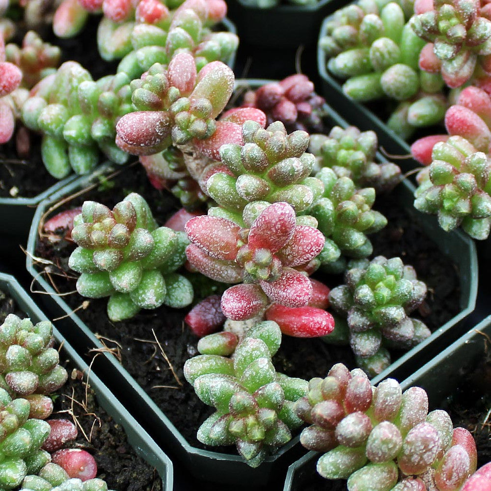 Sedum furfuraceum - Bonsai Sedum
