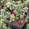 Sedum furfuraceum - Bonsai Sedum