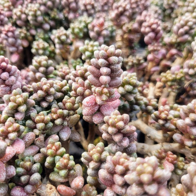 Sedum furfuraceum - Bonsai Sedum