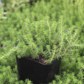 Sedum 'Golddigger'